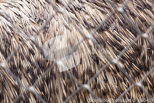 Image of details of feather emus feathers