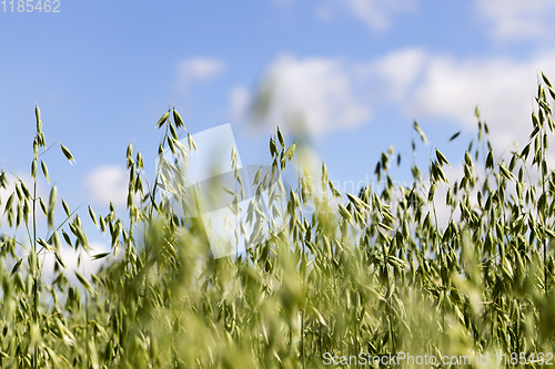 Image of green young oat