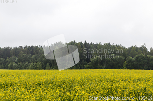 Image of yellow rapeseed