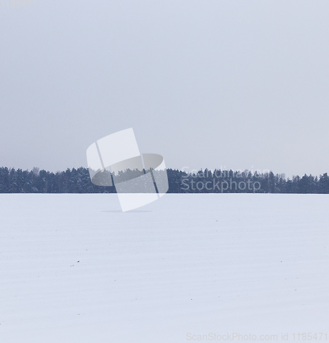 Image of Winter landscape, snowfall