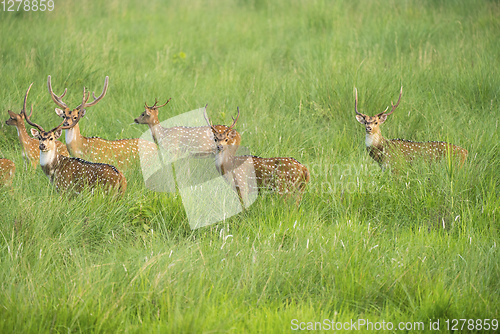 Image of Sika or spotted deers herd in the elephant grass