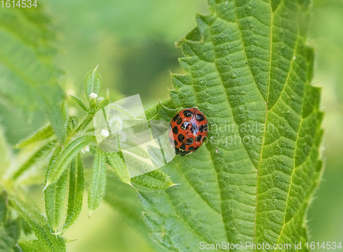 Image of ladybug on green leaf