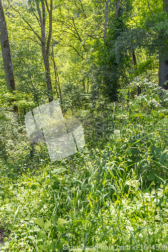 Image of dense forest vegetation