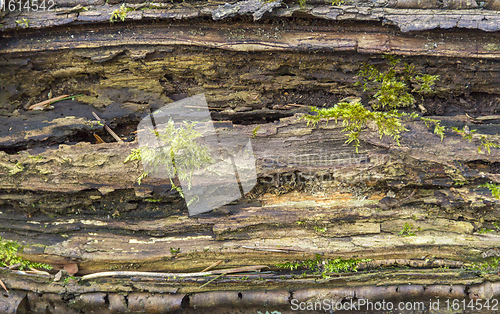 Image of rotting wood detail