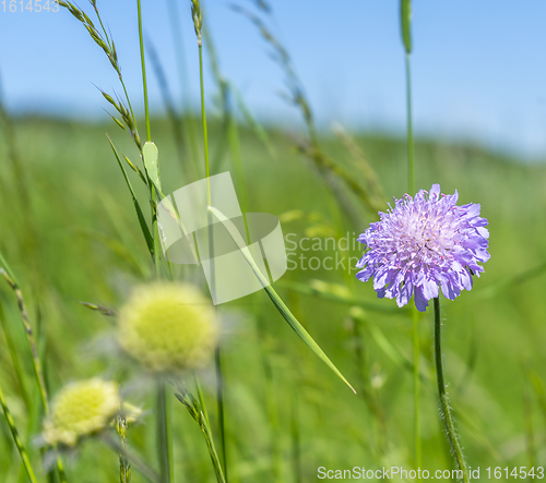 Image of field scabious closeup