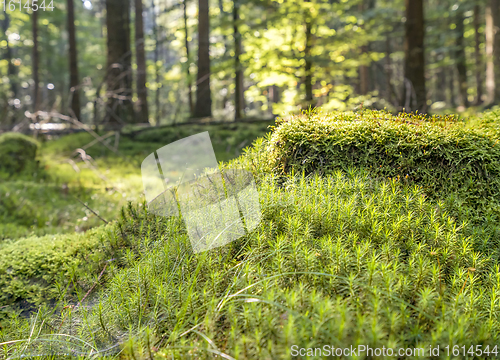 Image of sunny forest scenery