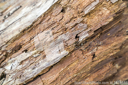 Image of rotting wood detail