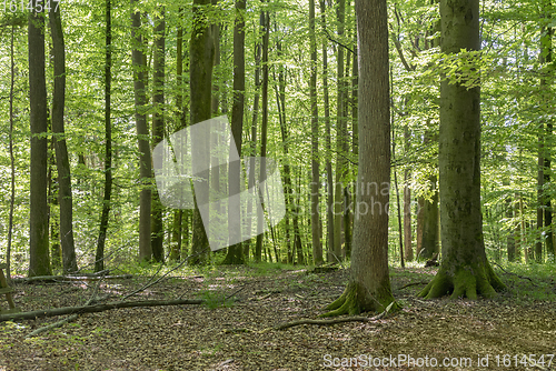 Image of idyllic forest scenery