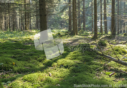 Image of idyllic forest scenery