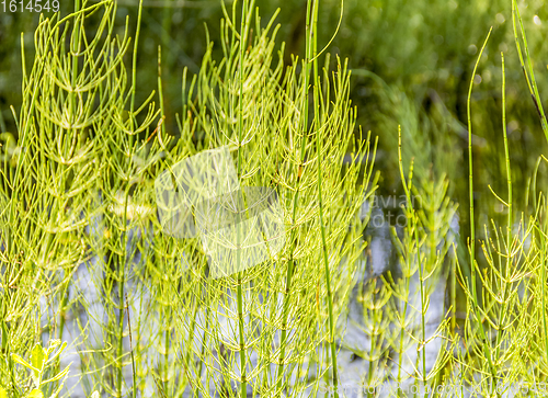 Image of wetland vegetation detail