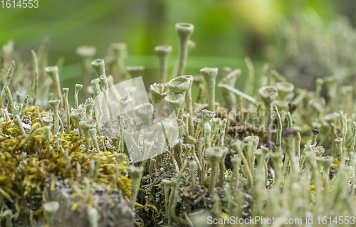 Image of cup lichen vegetation closeup