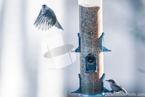 Image of backyard birds around bird feeder