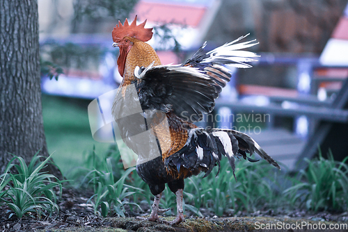 Image of big beautiful colorful rooster in backyard stretching