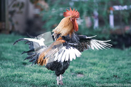 Image of big beautiful colorful rooster in backyard stretching