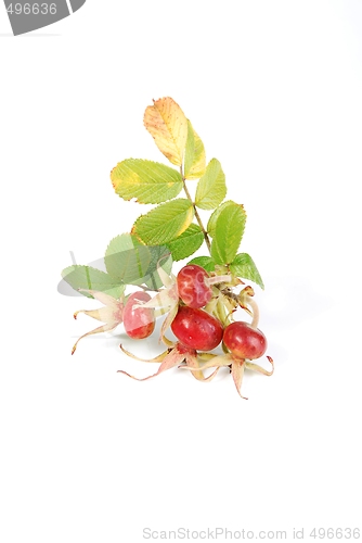 Image of Dog Rose