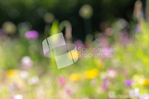 Image of blurry background of summer field with flowers