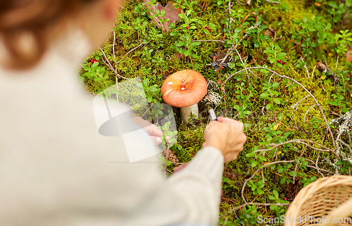 Image of young woman picking mushrooms in autumn forest