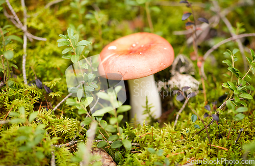 Image of russule mushroom growing in autumn forest