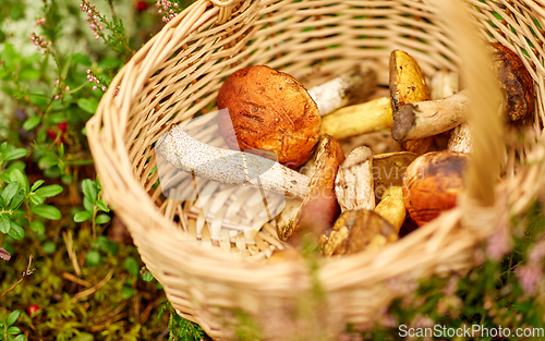 Image of close up of mushrooms in basket in forest