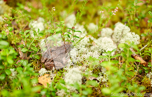 Image of frog in autumn forest