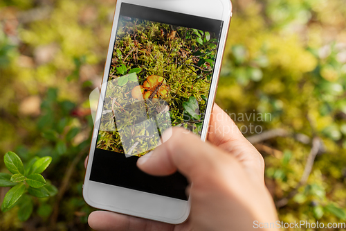 Image of hand using smartphone to identify mushrooms