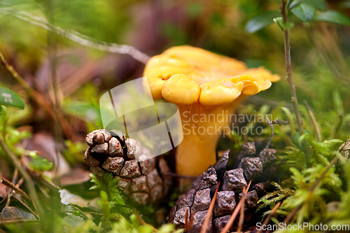 Image of chanterelle mushroom growing in autumn forest