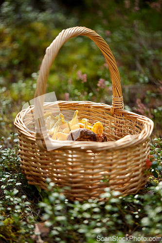 Image of close up of mushrooms in basket in forest