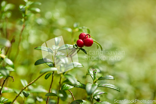 Image of close up of lingonberries growing in forest