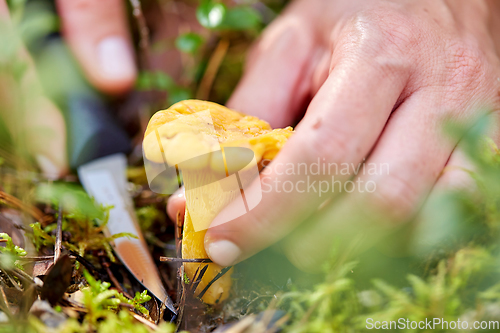 Image of young woman picking mushrooms in autumn forest