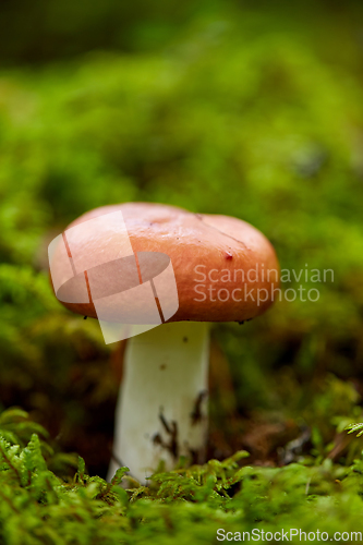 Image of russule mushroom growing in autumn forest