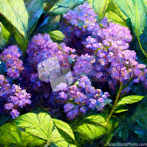 Image of Hydrangea macrophylla - Beautiful bush of hydrangea flowers.