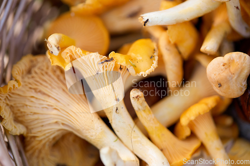 Image of close up of mushrooms in basket in forest