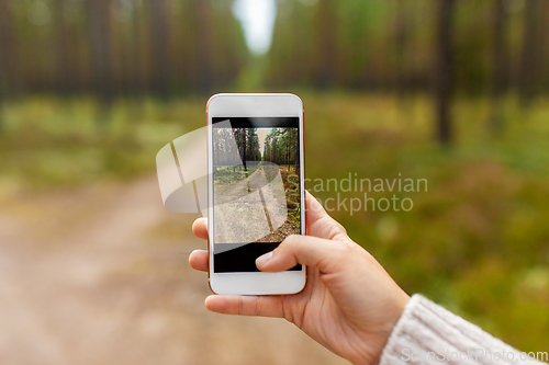 Image of hand using smartphone to take picture in forest