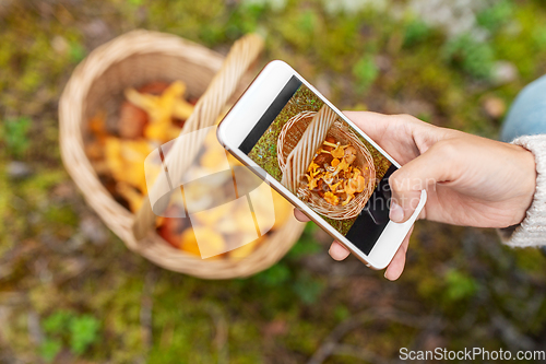 Image of hand using smartphone to identify mushrooms