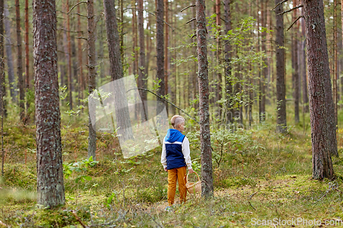 Image of little boy with basket picking mushrooms in forest