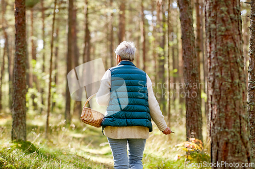 Image of senior woman picking mushrooms in autumn forest