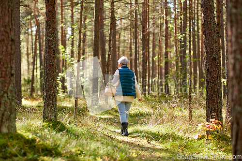 Image of senior woman picking mushrooms in autumn forest