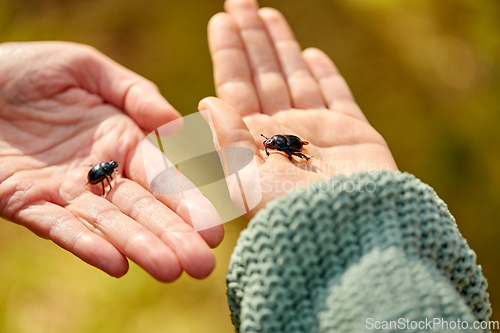 Image of close up of hands holding dung beetles or bugs