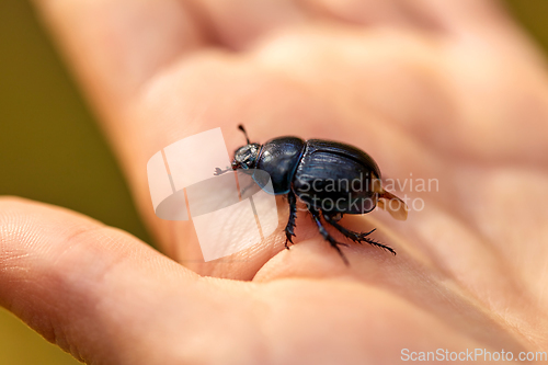 Image of close up of hand holding black dung beetle or bug