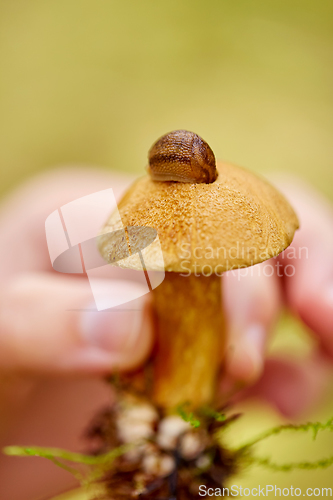 Image of close up of hand holding mushroom with slug