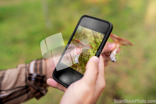 Image of hands using smartphone app to identify mushroom