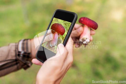 Image of hands using smartphone app to identify mushroom