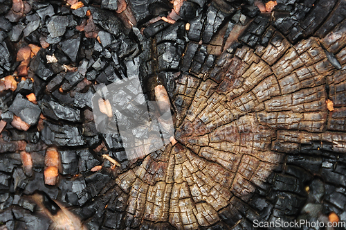 Image of charred tree trunk