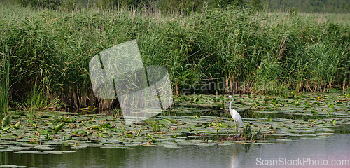 Image of Great White Egret (Ardea alba) looking at camera