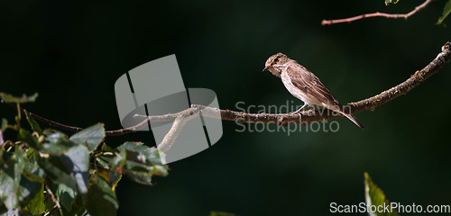 Image of Spotted Flycatcher (Muscicapa striata) on branch