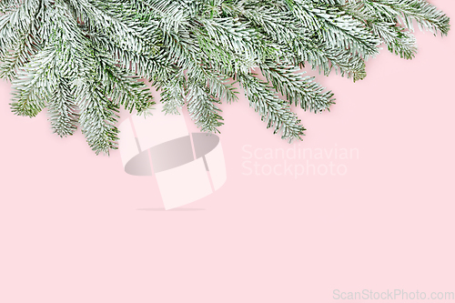 Image of Winter Snow Fir Christmas Background Pink Border  