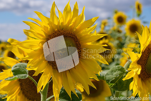 Image of Ripe sunflower field in summertime morning