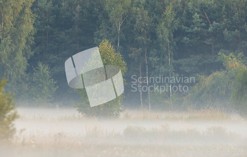 Image of Mist over forest meadow