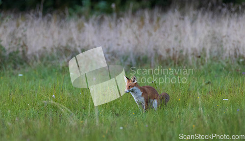Image of Red fox (Vulpes vulpes) watching