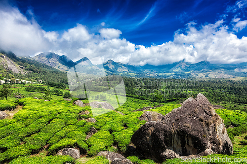 Image of Tea plantations. Munnar, Kerala